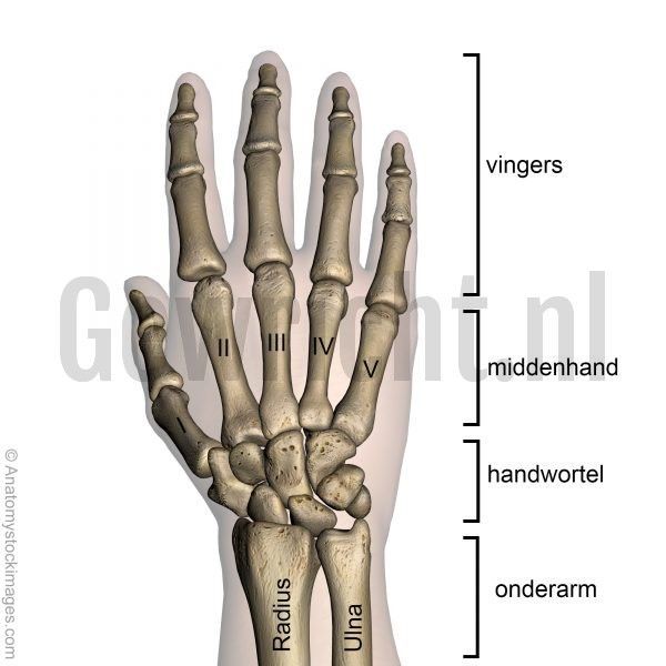 Hand-dorsal-bony-anatomy