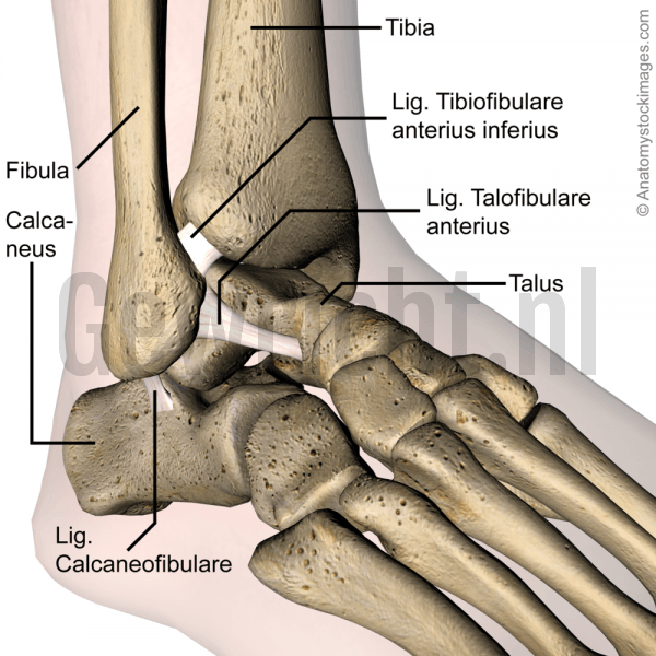 ankle-ligaments-lateral-ligament-ligamentum-tibiofibulare-anterius-inferius-talofibulare-calcaneofibulare-calcaneus-talus-tibia-fibula-side-skin-names