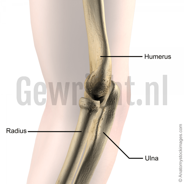 elbow-joint-bones-radius-ulna-humerus-side-skin-names