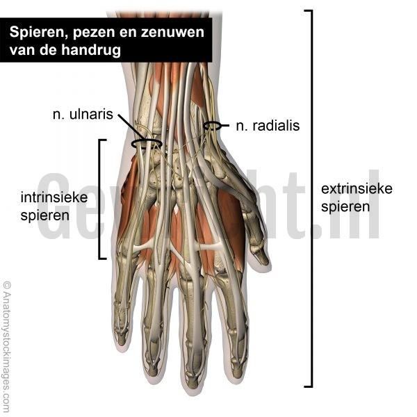 hand-muscles-tendons-nerves-dorsal