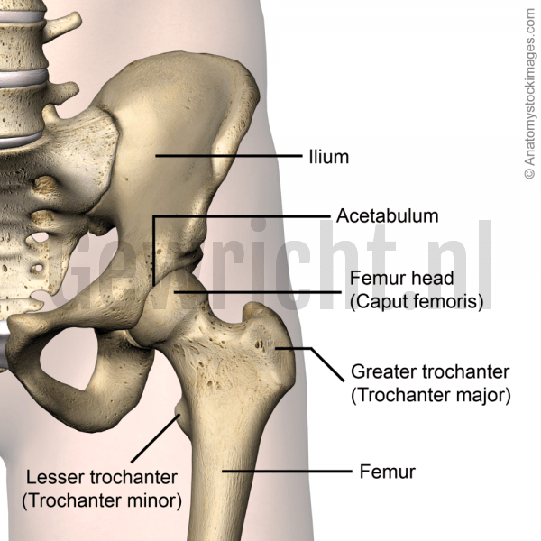 hip-joint-acetabulum-femur-head-caput-femoris-greater-trochanter-lesser-minor-major-ilum-front-skin-names