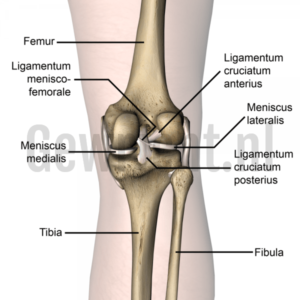 knee-articulatio-genus-ligamentum-menisco-femorale-medial-lateral-meniscus-ligamentum-cruciatum-posterius-anterius-dorsal-skin-names