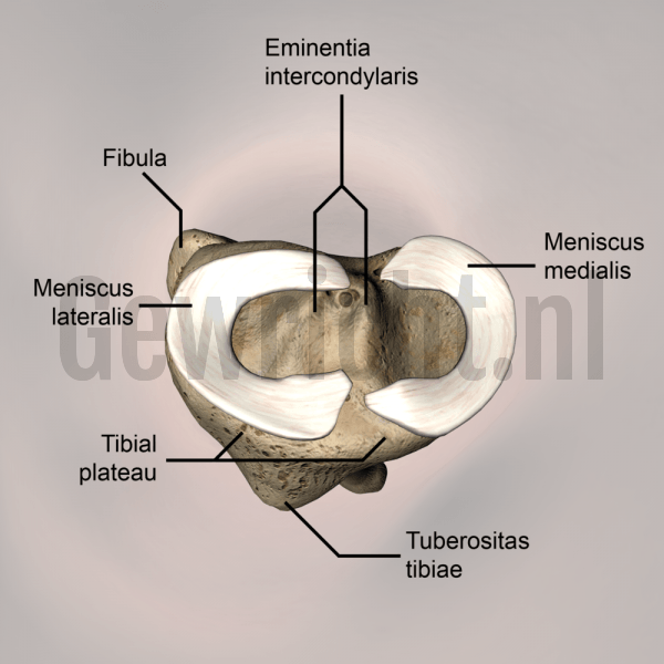 knee-articulatio-genus-meniscus-lateralis-medialis-eminentia-intercondylaris-tuberositas-tibiae-tibial-plateau-proximal-skin-names