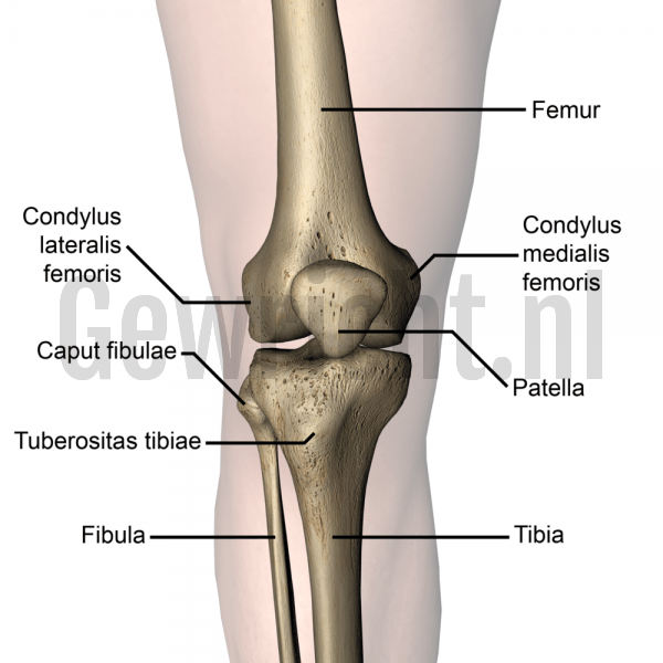 knee-articulatio-genus-patella-front-skin-names