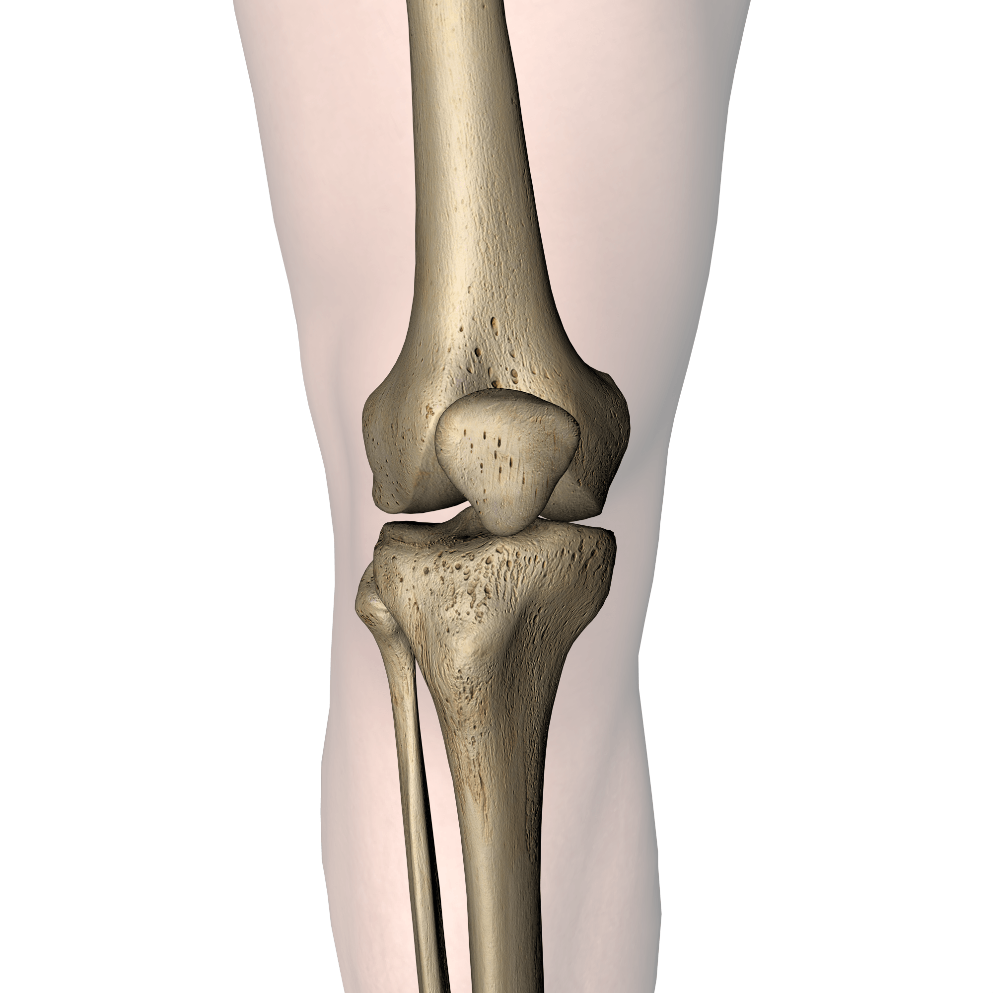 Knie
