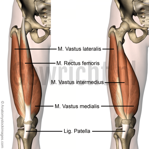 knee-muscles-musculus-quadriceps-femoris-vastus-lateralis-medialis-intermedius-rectus-femoris-ligamentum-patella-skin-names