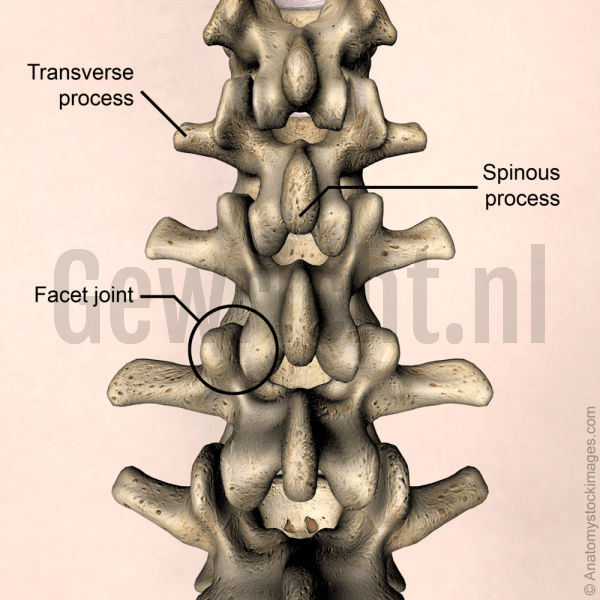 lower-back-facet-joint-transverse-processes-spinous-process-back-skin-names