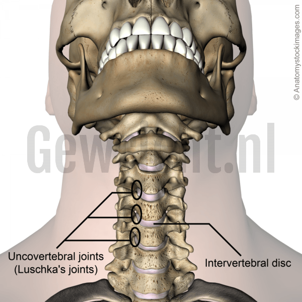 neck-uncovertebral-joint-luschkas-joints-intervertebral-disc-discus-intervertebralis-chin-front-skin-names