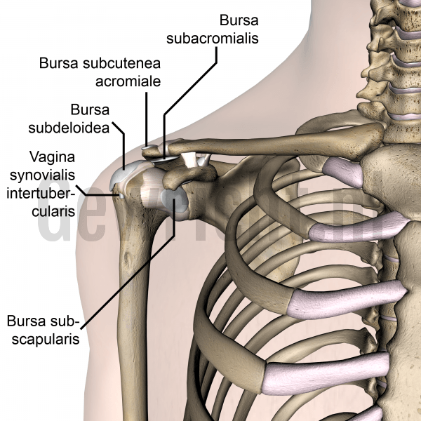 shoulder-bursa-subacromialis-subcutenea-subdeltoidea-subscapularis-vagina-synovialis-intertubercularis-front-skin-names