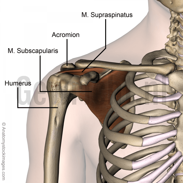 AC-gewricht spieren subscapularis en supraspinatus