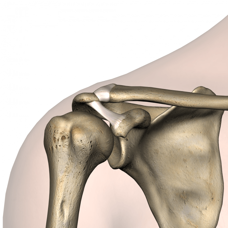 Shoulder Roof Of The Shoulder Coracoacromial Ligament Acromion Coracoid